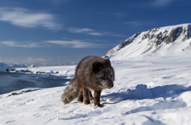 Vandringen til en COAT-instrumentert fjellrev på Svalbard gikk viralt